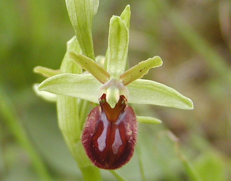 Ophrys sphegodes